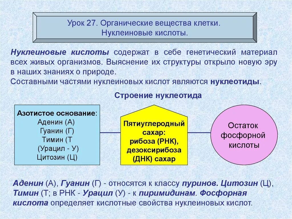 Химический состав клетки функции веществ. Органические вещества нуклеиновые кислоты. Органические вещества клетки. Роль нуклеиновых кислот в клетках органических веществ. Нуклеиновые кислоты органическая химия.