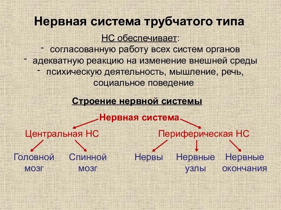 Нервная система трубчатого типа. Трубчатая нервная система. строение трубчатой нервной системы. трубчатаятнервная система.