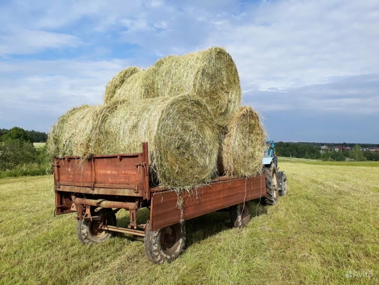 Сено минск. Сено тюкованное / 1 тюк = 20 кг. Сено 200 кг тюки. Тюк сена 400 кг. Сено в рулонах 200 кг.