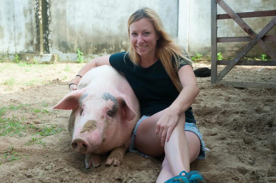 Финская свинья. Свинки на ферме. Сколько живут свиньи. Девочка свинка. Сколько лет живут свин.