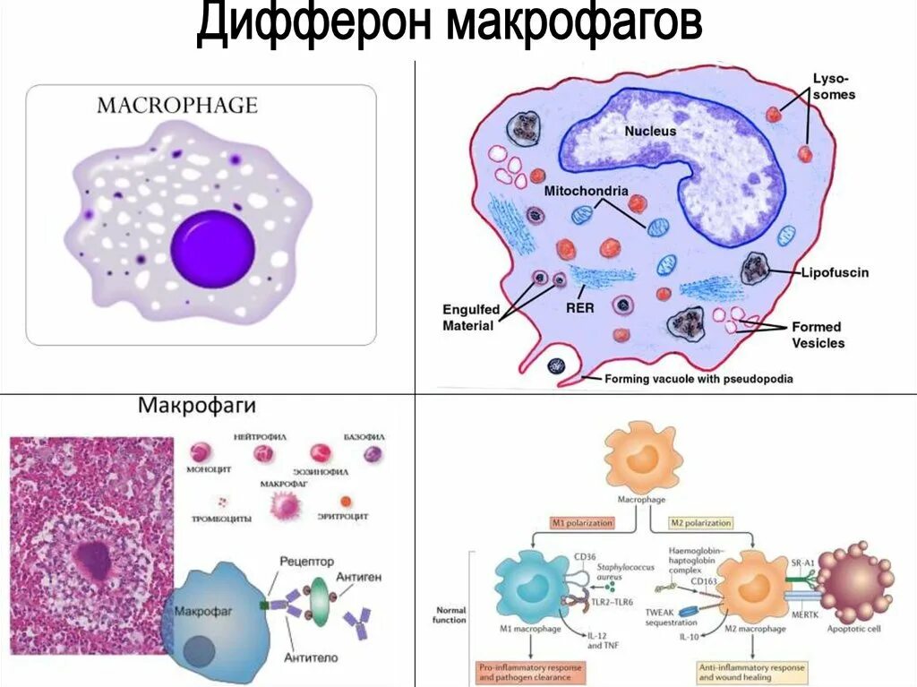 Макрофаги иммунология. Макрофаги иммунология. Превращение моноцита в макрофаг. Макрофаги иммунология. Рецепторы макрофагов иммунология.