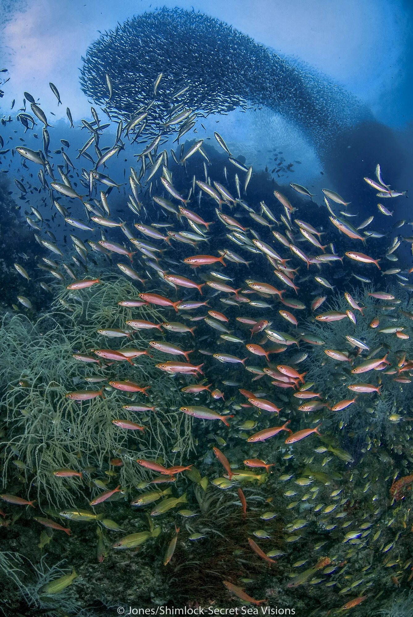 Кормовые миграции рыб. Миграция рыб сообщение. Стая рыб. Миграция рыб сообщение. Мигрирующие рыбы.