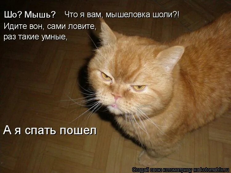 Сделал вид что работаю. Котоматрица мышь. Сама лови. Кот думает. А теперь домой за звездюлями.