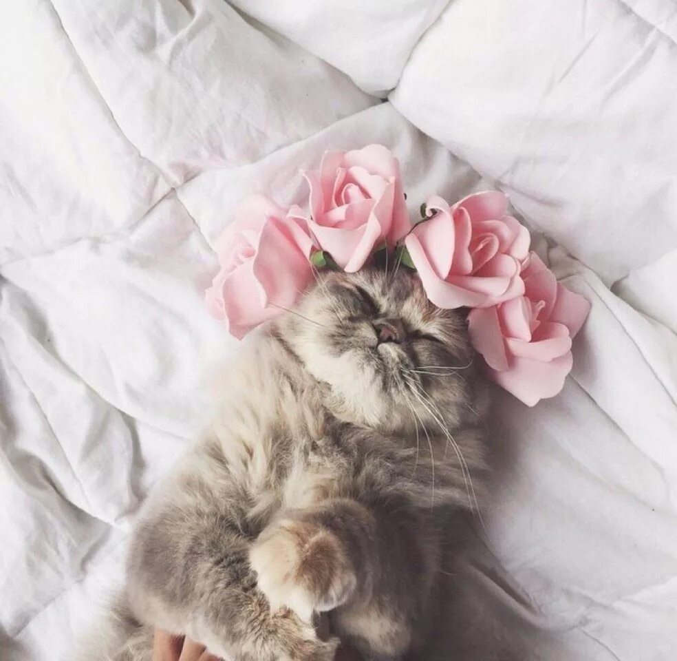 Милые прекрасные очаровательные. Нежная кошка. Нежные котята. Котик с цветочком. Нежно розовый котик.