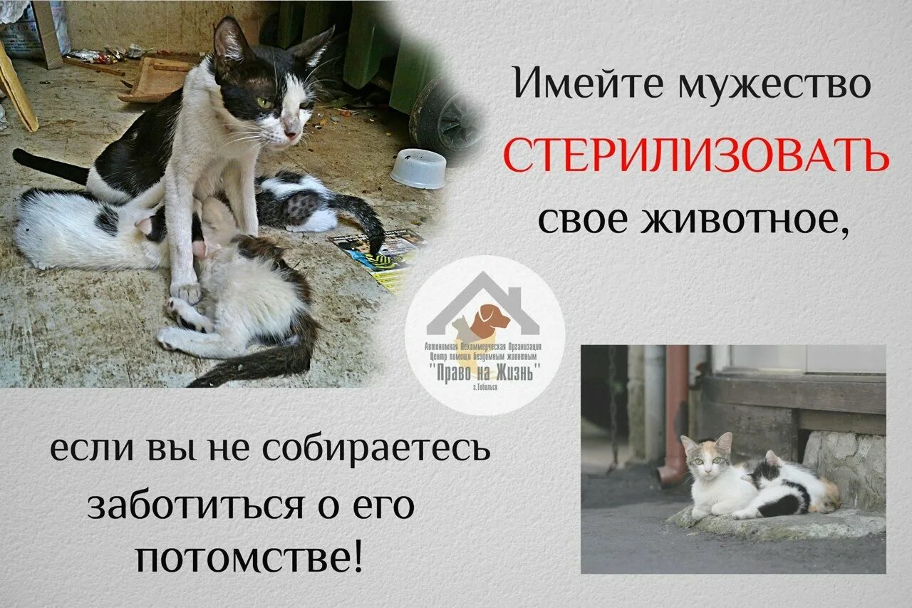 Стерилизация бездомных животных. Плакат за стерилизацию кошек. Хочу стерилизовать. Кастрация бездомных животных. Стерилизация плакат.