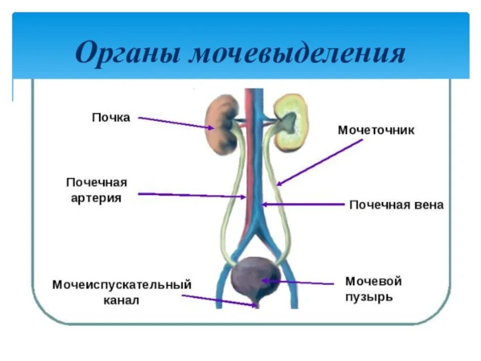 Процессы выделения человека