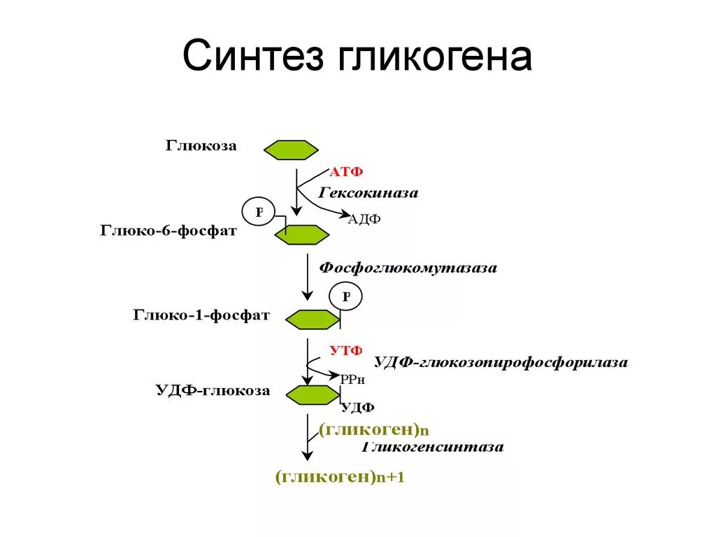 Синтез гликогена биохимия схема. Процесс синтеза гликогена. Обмен гликогена Синтез схема. Биосинтез гликогена схема.