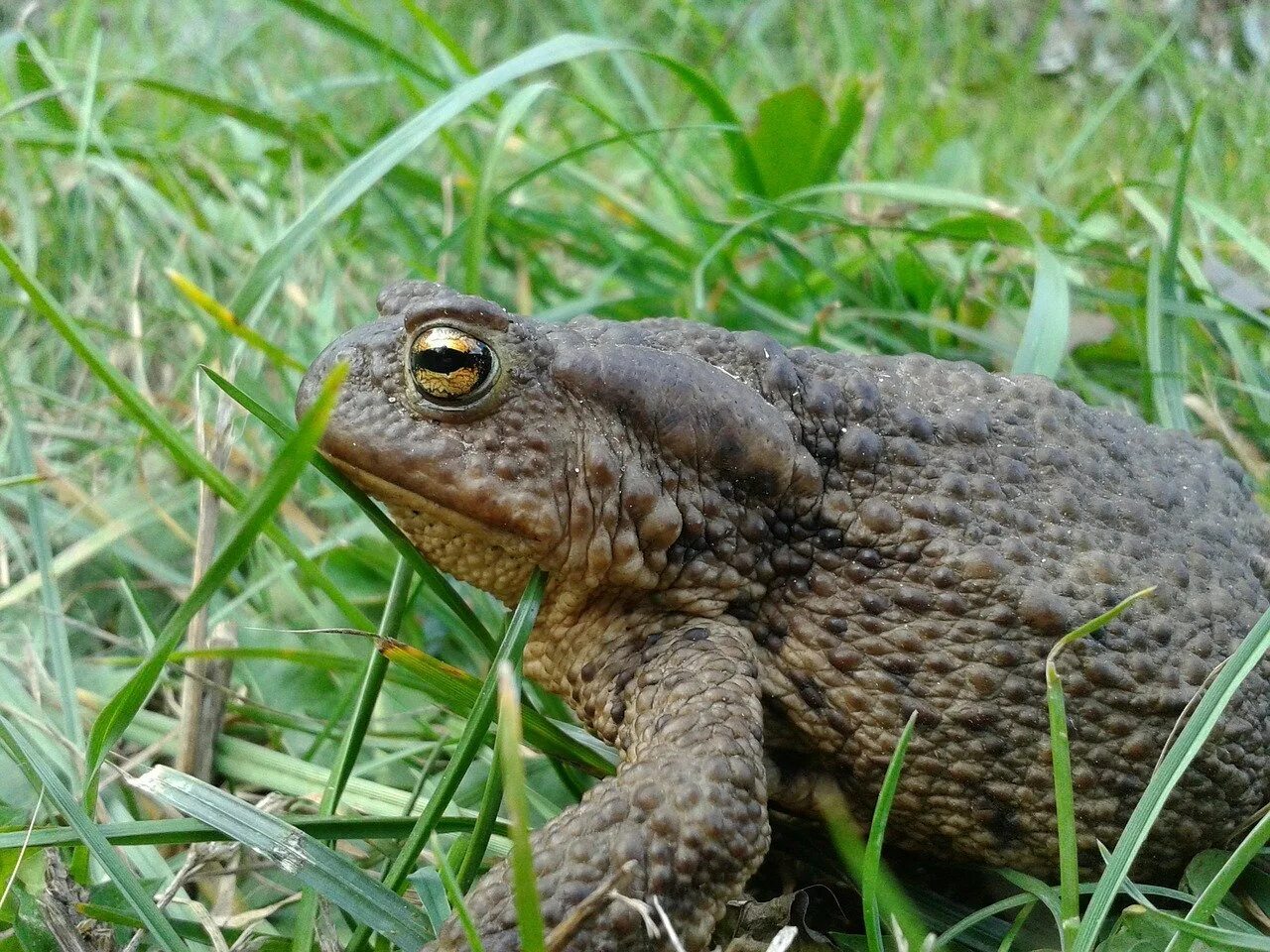 Серая жаба обитает. Обыкновенная серая жаба. Обыкновенная жаба (bufo bufo). Жаба серая - bufo bufo. Серая жаба обитает.