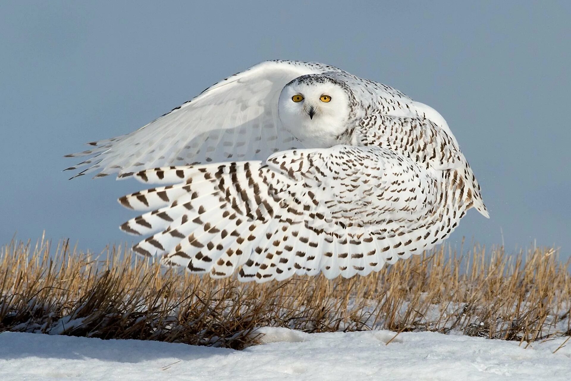 Полярная сова в тундре. Белая полярная сова с птенцами. Белая сова полярная сова. Сова полярная белая. Совы полярные.