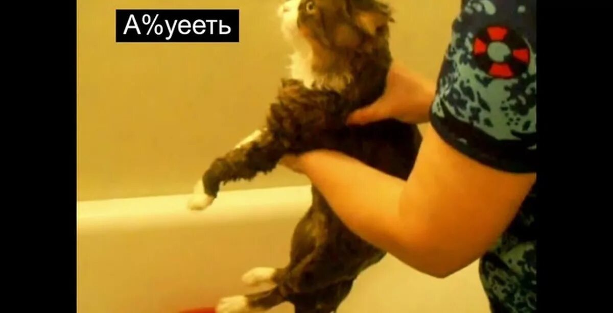 Видео матерится во время. Кот матюкается. Котенок матерится. Кот ругается матом. Кот ругается матом в ванной.