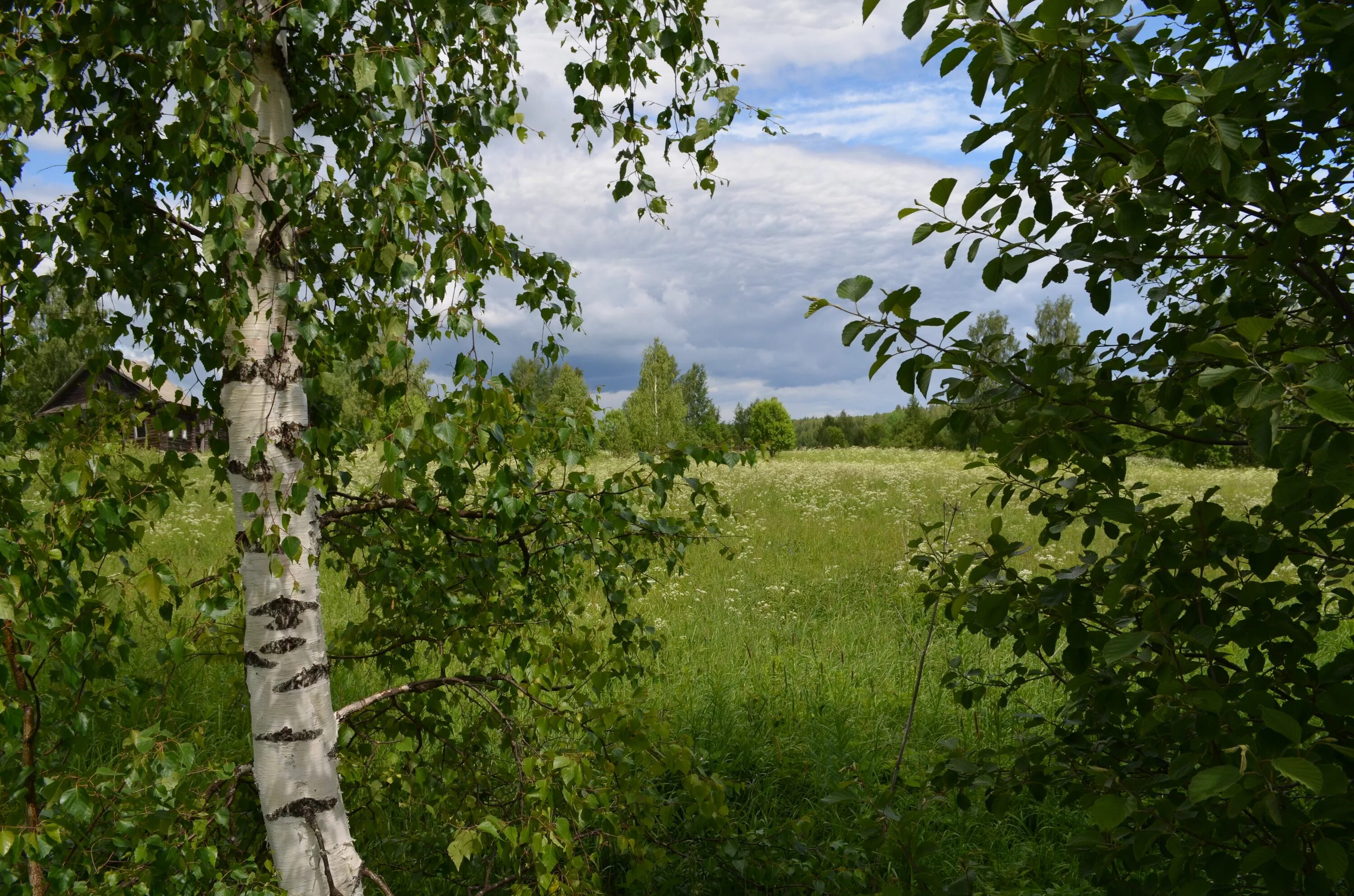 Алтайская березка. Алтайская береза. В природе столько красоты. Росистые кусты. Чижов в природе столько красоты.