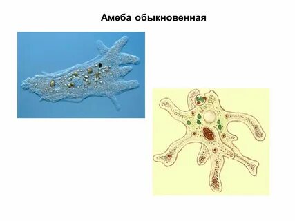 Ткани амебы