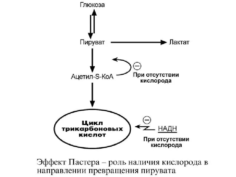 Глюкоза ацетил коа. Эффект Пастера биохимия схема. Глюкоза пируват ацетил КОА схема. Эффект Пастера гликолиз. Синтез ацетил КОА из Глюкозы.