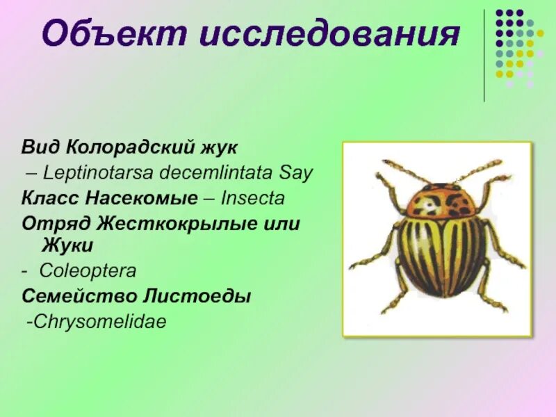 Для жука характерно развитие. Отряд жесткокрылые жуки. Жесткокрылые колорадский Жук. Жук Листоед (Leptinotarsa decemlineata ). Характеристика отряда жесткокрылые жуки.