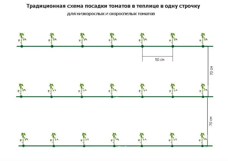 Схема высадки рассады огурцов в теплице. Схема посадки томатов в теплице. Схема высадки рассады помидор в открытый грунт. Схема посадки рассады помидор в теплице. Расстояние между огурцами при посадке