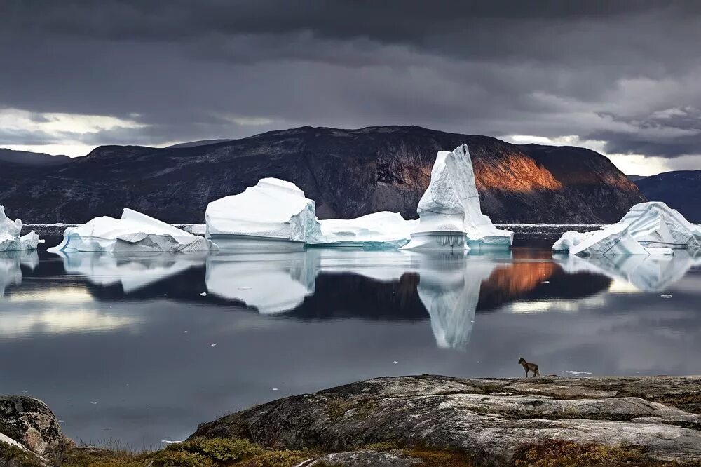 Холодный среди льдин. Ледниковый Фьорд Илулиссат Гренландия. Долина Кинкуа Гренландия. Айсберги Гренландии. Гренландия (остров).