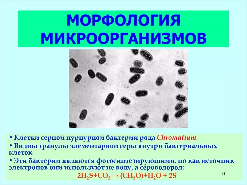 Морфология микробной клетки. Морфология микроорганизмов бактерии. Морфология патогенных микробов. Морфологические типы микроорганизмов.