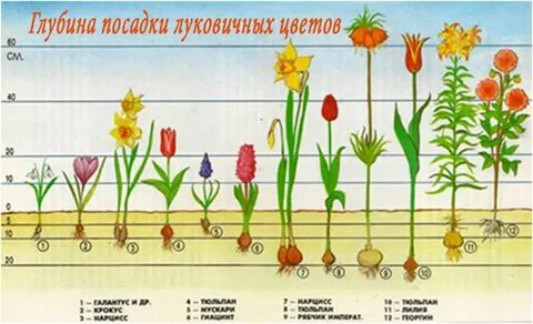 На какую глубину тюльпаны осенью