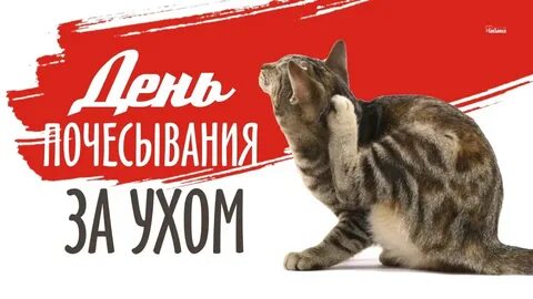 День почесывания за ухом картинки