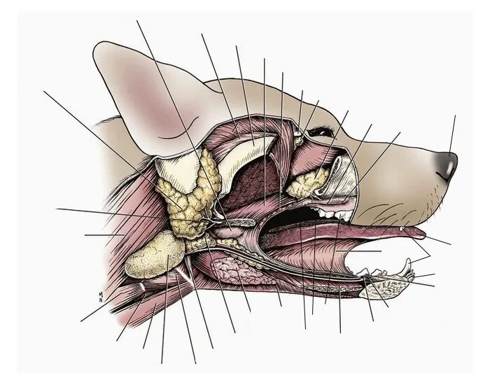 Где у собаки железы. Слюнные железы собаки анатомия. Анатомия слюнных желез у собаки. Скуловая слюнная железа у собак анатомия. Нижнечелюстная слюнная железа собаки.