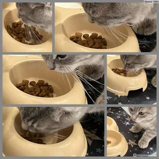 Кот часто и много ест