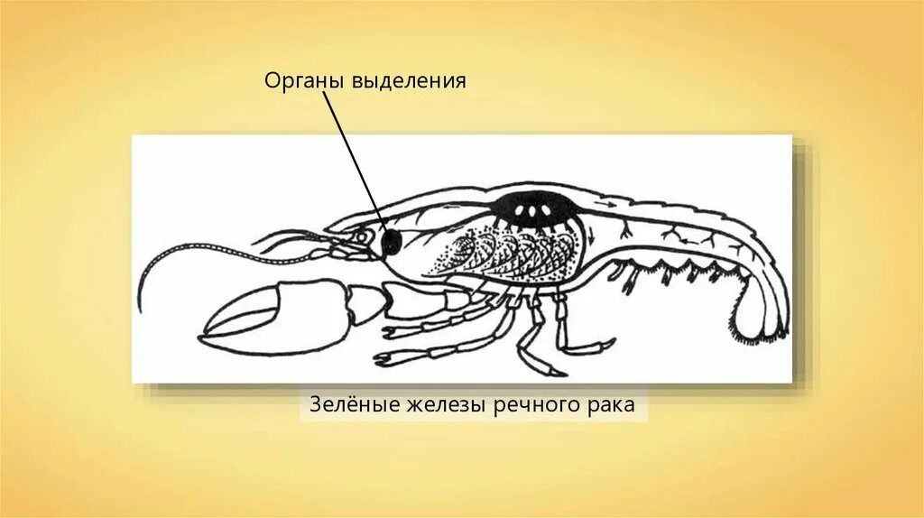 Речной рак выделение