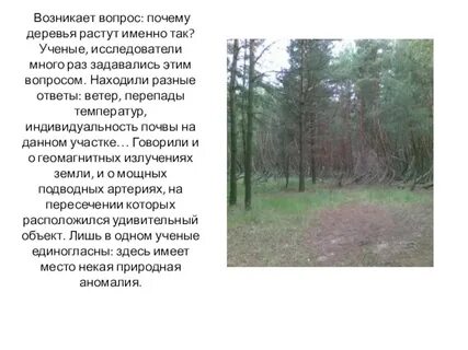 Почему растут леса