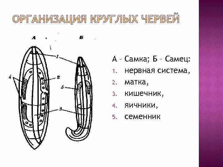 Какая система у круглых червей. Тип круглые черви половая система. Тип круглых червей половая система. Женская половая система круглых червей. Круглые черви строение половой системы.