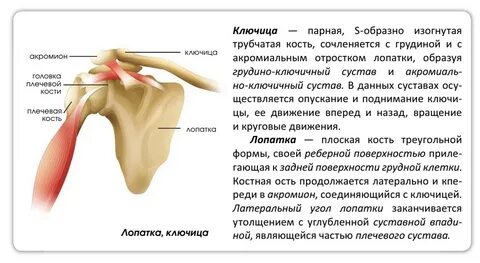 Описание костя