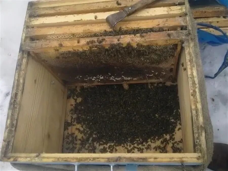 Пчелы после зимовки что делать. Подмор пчел в улье. Пчелиный подмор в улье. Пчелопакеты зимой. Улей с мертвыми пчелами.