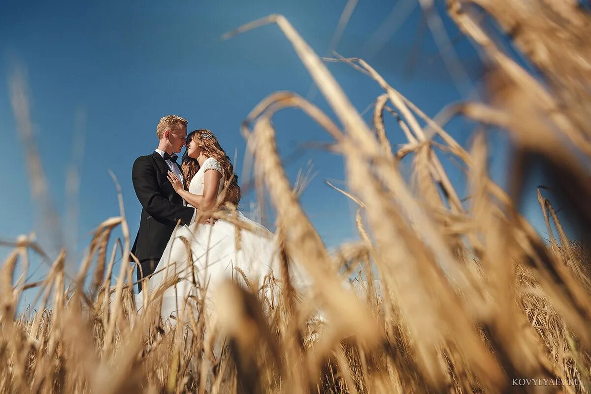 Свадебная фотосессия в поле. Свадебная фотосессия в пшеничном поле. Свадебная фотосессия в поле пшеницы. Фотосъемка молодоженов в поле. Брачное поле