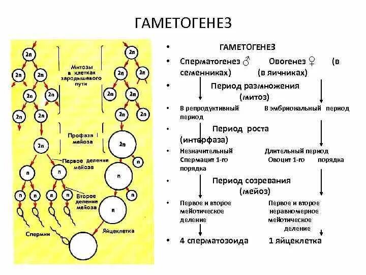 Процесс формирования сперматогенеза