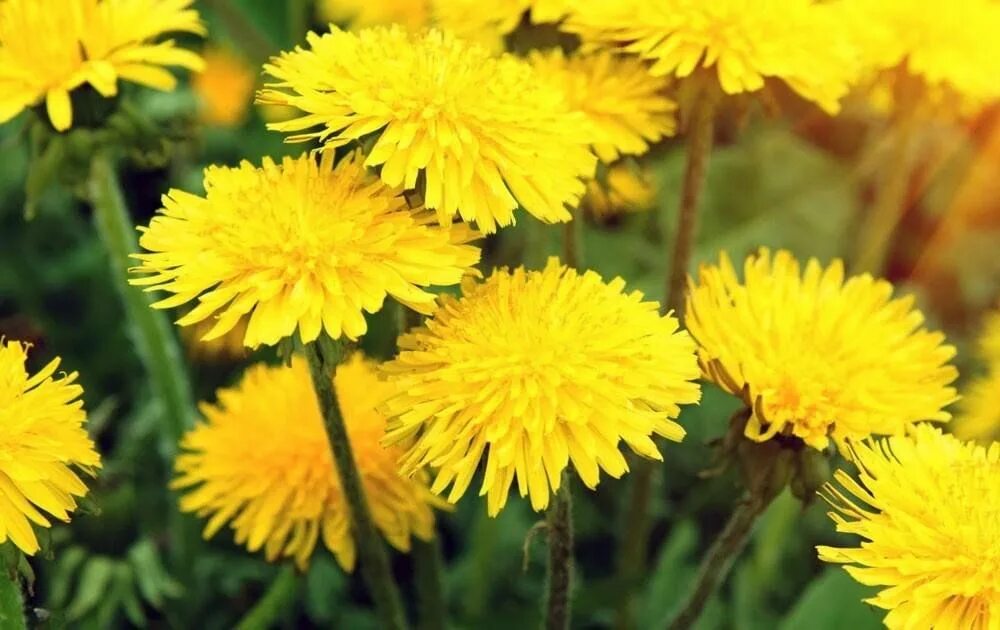 Free Images : field, meadow, dandelion, prairie, flower, spring, natural, botany