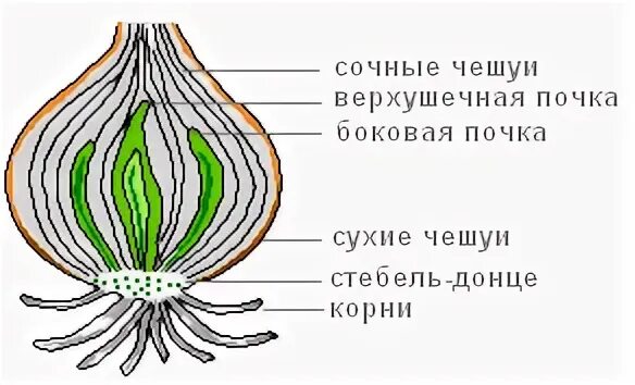 Рассмотрите пожалуйста