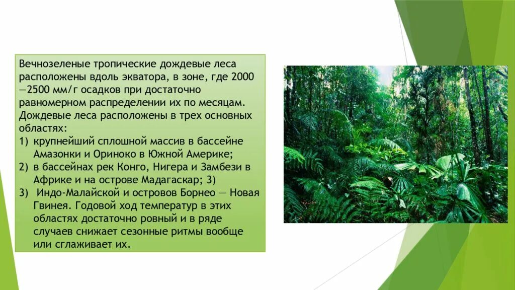 Вечнозеленые тропические дождевые леса. Тропические леса презентация. Тропические леса сообщение. Влажные вечнозеленые тропические леса. Характеристика тропического леса