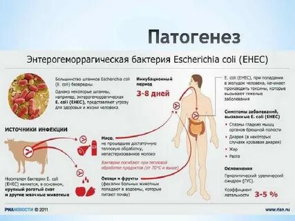 Escherichia coli что это у женщин