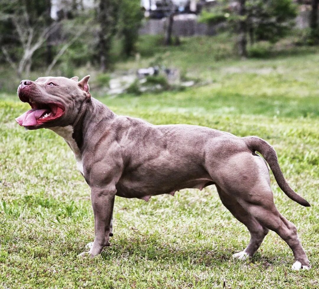 Стаффордширский терьер булли. Апбт американский питбультерьер. Мышечная собака. Мышечная собака. Мышечная собака.