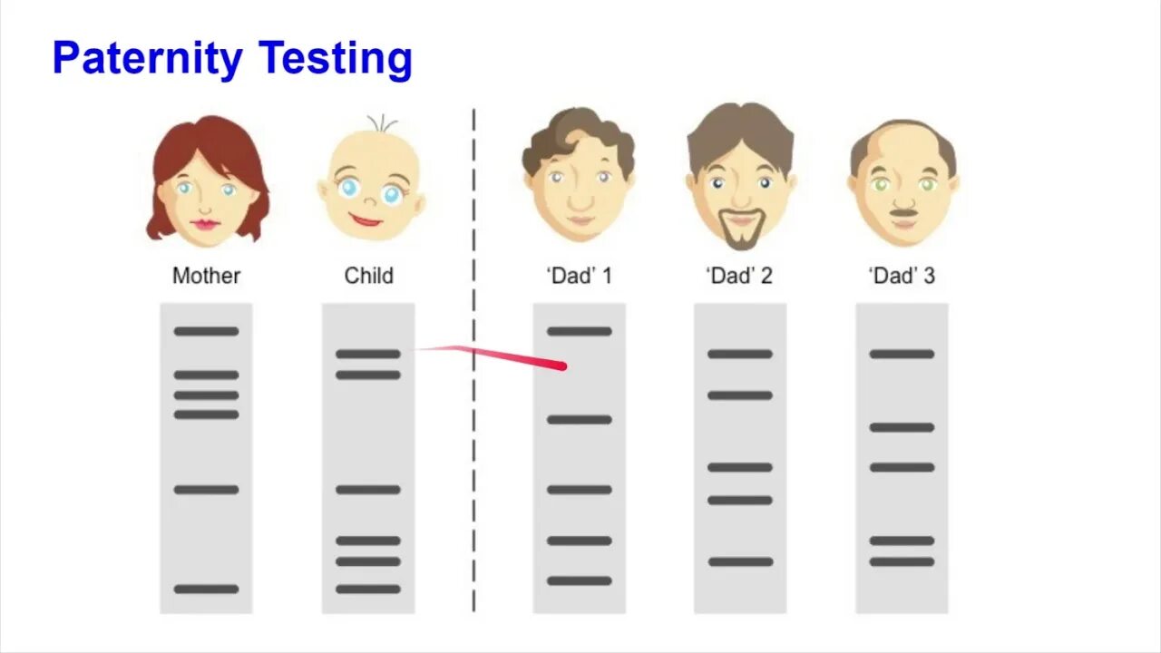 Дали днк тест. Генетический тест картинки. ДНК дактилоскопия. Фингерпринтинг генетика. Paternity Test.