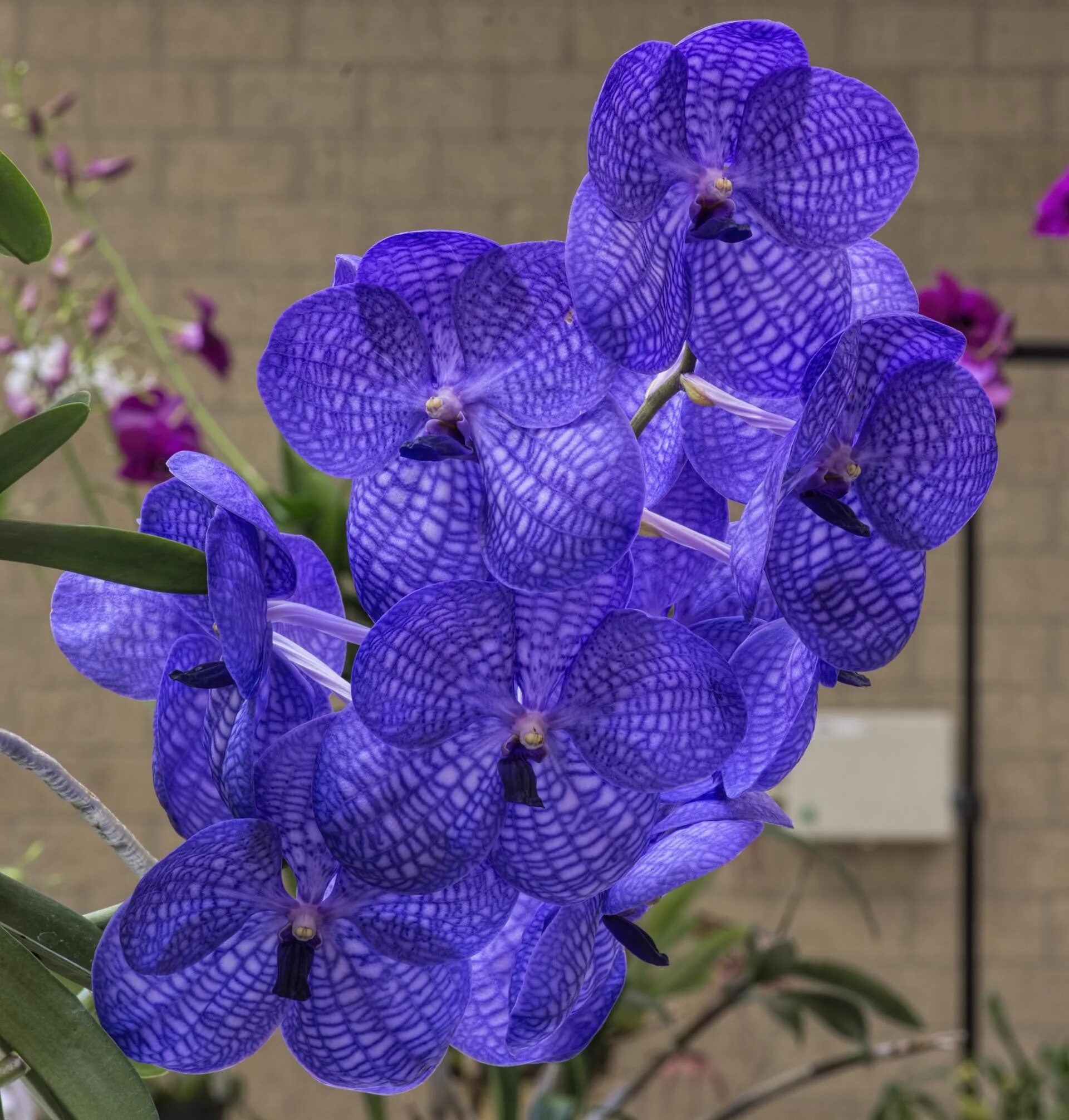Орхидея ванда adisak blue фото vanda pachara delight Vanda orchids, Orchids, Orchid plants