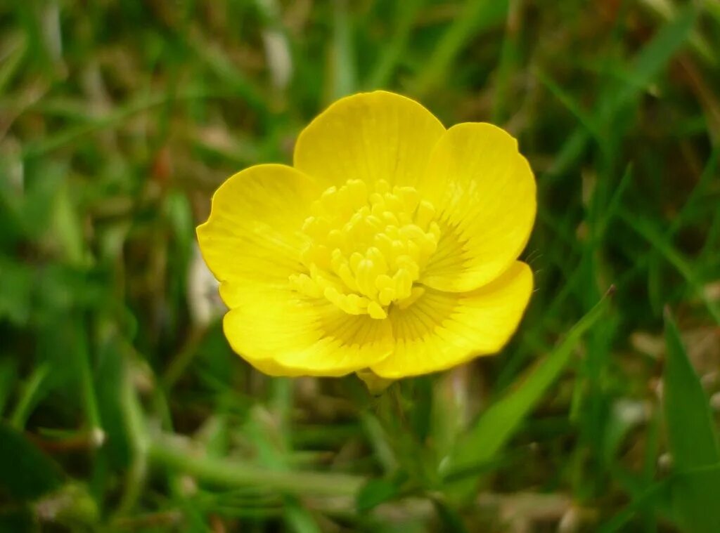 Цветок из лютиковых сканворд. Buttercup цветок фото перевод. Лютик едкий куриная слепота. Лютик лесной желтый. Лютик мягкоигольчатый.