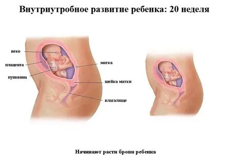 29 неделя беременности что происходит