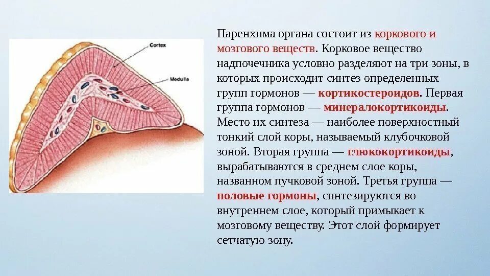 Паренхима 5. Паренхима коркового вещества надпочечников. паренхима мозгового вещества надпочечников. надпочечники паренхима строение. паренхима и строма в анатомии.