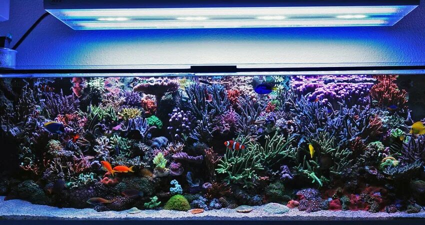 Аквариум баннер. Лампы т5 для аквариума с растениями. Морской аквариум. Длинный аквариум. Освещение морского аквариума.