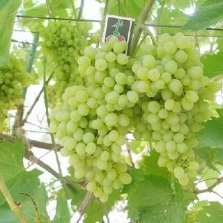 Виноград сорт русбол отзывы