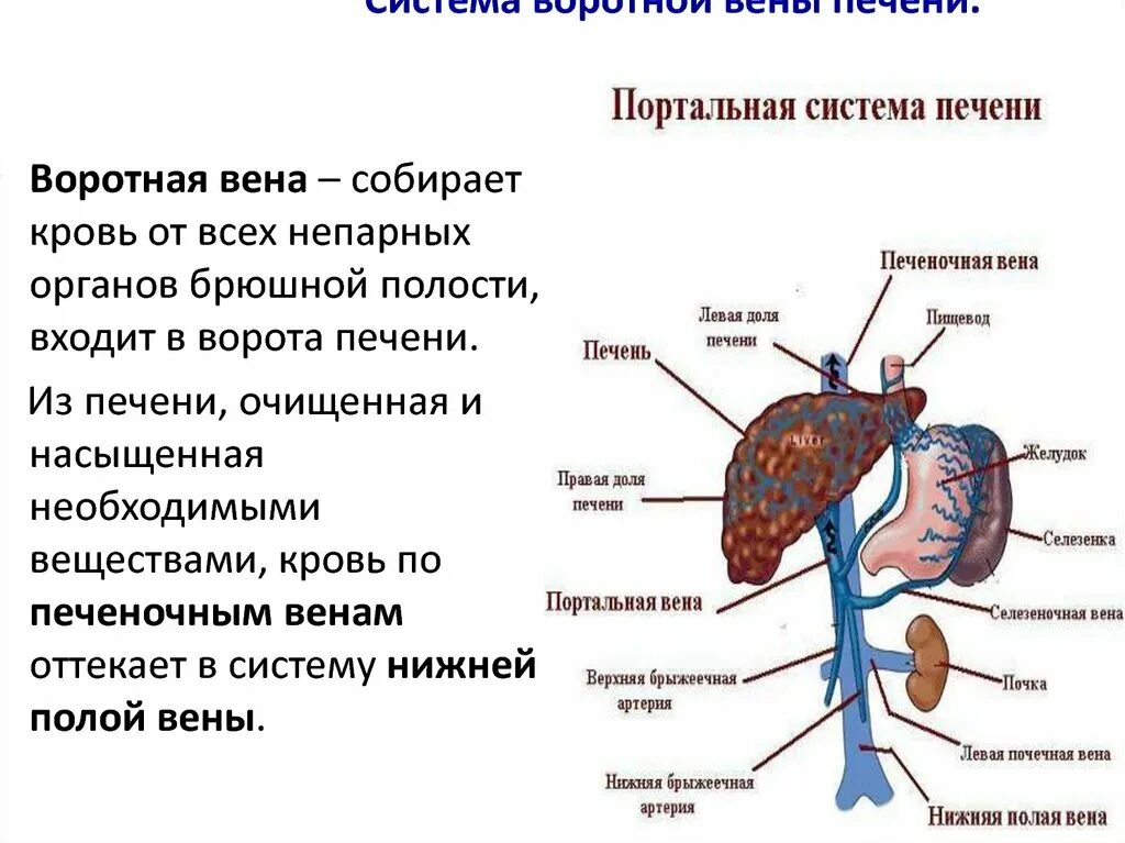 Система воротных вен печени