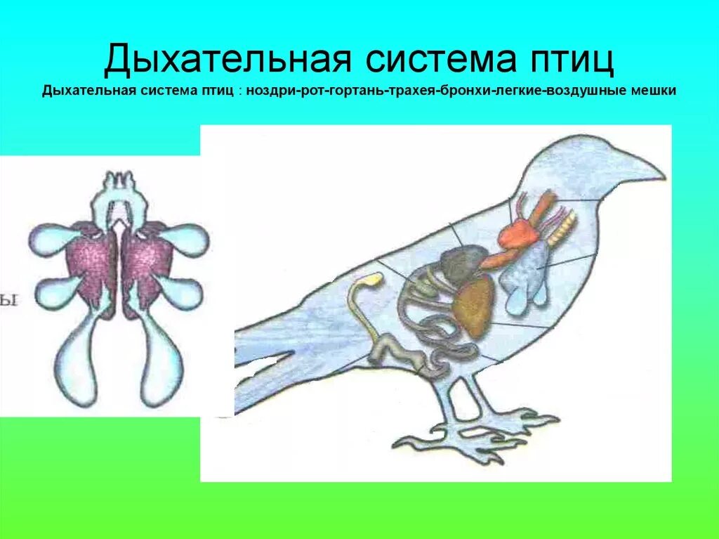 Легкие имеющие воздушные мешки