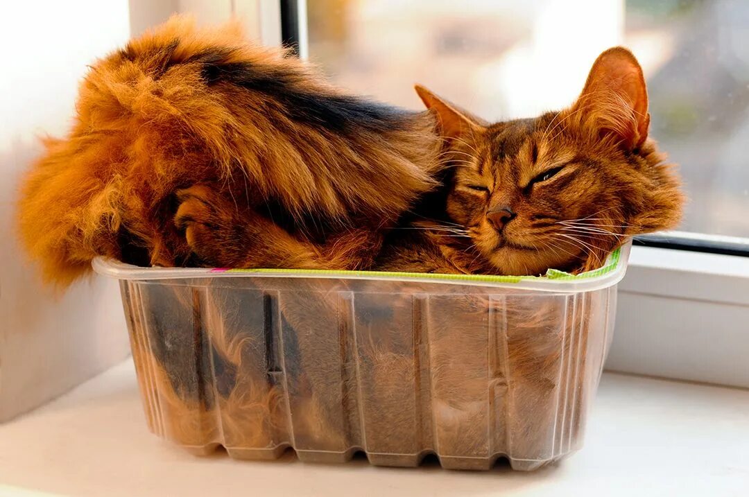 Котики и их жизнь. Кошки и коробочки. котики смешные. коты в коробке. коты это жидкость.