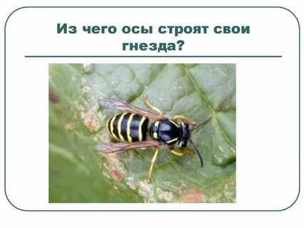Оса сколько