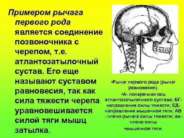 Первые в роду явилась. Соединение черепа с позвоночником. Атлантозатылочный сустав рычага равновесия. Рычаг череп. Соединение позвоночника с черепом у человека рычаг.