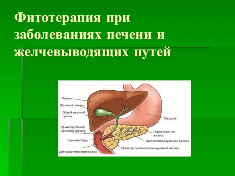 Заболеваний желчевыводящих. Фитотерапия при заболеваниях печени и желчевыводящих. Воспаление желчевыводящих путей. Печень и желчевыводящие пути. Патология печени и желчевыводящих путей.